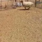 نعيميه حايل ظهرها حد الغلاق