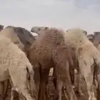 حشو على الحليب
