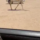 للبيع الرمانيه ضريبه