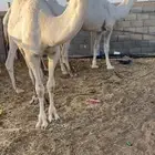 سلام عليكم اما بعد نقدم لكم عرض. قعدان كفو من اطيب السلالات