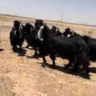 معزا عوارض صنف الصنف