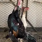 دجاجه شامو ياباني