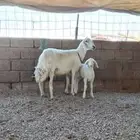 حريه تحتها خروف