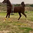 حصان حار