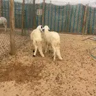 سواكن للبيع مع الصلخ التوصيل