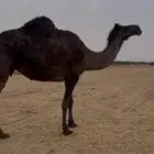 المجهم اللقحة الطيبة(شاق)