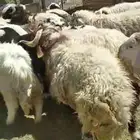 ذبائح خرفان ورخال مغلقة شحم بالقرب من دوار الملك سلمان
