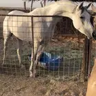 فرس شعبيه كفو