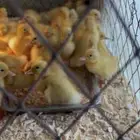 20 صوص بط بكيني عمر يومين