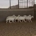 للبيع بهم حري خرفان