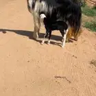 للبيع شاهه رغوثثث كفو تتتم البيع