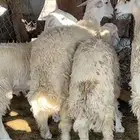 طليان حري جبر