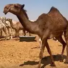 بكره لقيه شعلا
