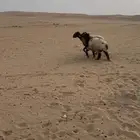 شاه تامه