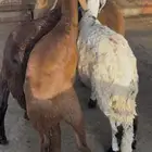 سواكن جذعان طيبات ونضيفه