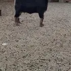 معزا دفيع تولد