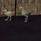 دجاج ثنتين للبيع كانو صغار وكبرو شوي