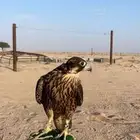 شيهانة