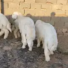 طليان مناسبات