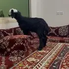 رخل