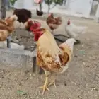 ديكة لهمان