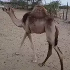 قعود