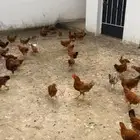دجاج