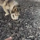 كلب هاسكي حراسه