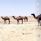 نياق للبيع العدد 4