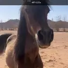 مهره شعبية