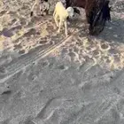 شاه عليها 2