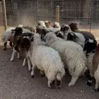 طليان نعيم جبره ومغلقه فل