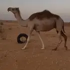 ضروبه