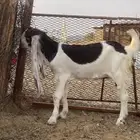 جفره هولندية فااخره