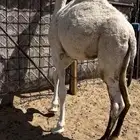 قعود عمره 6 شهور