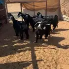 للبيع معزا عوارض دفيع شرط على السونار ( تم البيع )