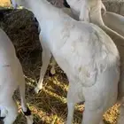 طليان سواكن فل شحم ولحم شي فاخر