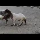 مشروع فحل نعيم صنف خصم
