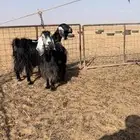 معزا