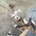 ماشاءالله أجواز زيبرا الحجم العادي منتجين