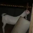 جفره مطوره نادره