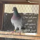 حمام زاجل