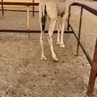 قعود مناسبات