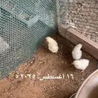 فروخ دجاج بلدي مع تركي الموقع عفيف