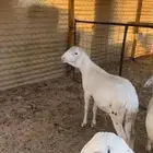 سواكن مرابي