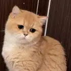 اناث برتش وسكوتش للبيع