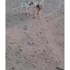 غنم صنف وغنم مراح واحد شرح وشعره حرش دفيع على ولاد كلها