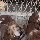 حمام كشكشي مميز للبيع في جدة