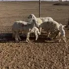 حريات طيبه جذعه وثنيه ورباع