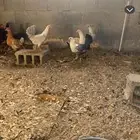 دجاج فيومي العمر 5شهور
